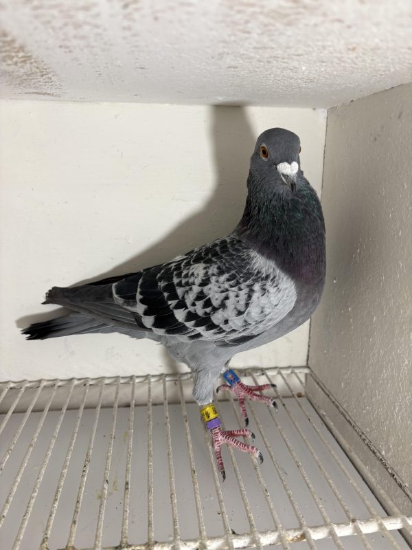 Pigeon 177809 24 deneufbourg