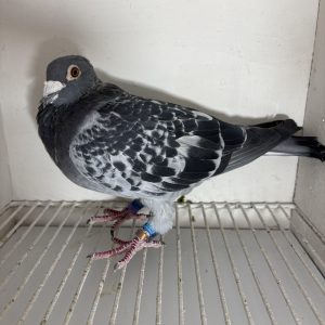 Pigeon 224697 21 deneufbourg