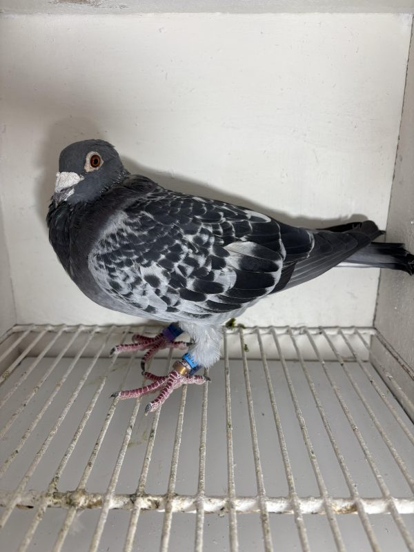 Pigeon 224697 21 deneufbourg