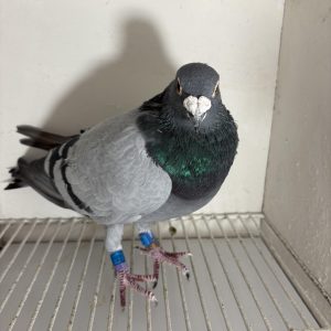 Pigeon 224738 21 deneufbourg