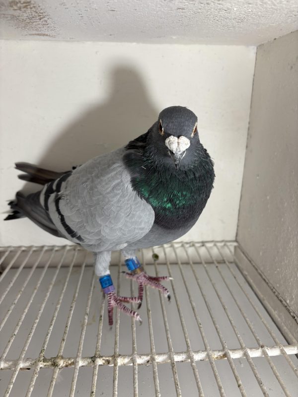 Pigeon 224738 21 deneufbourg