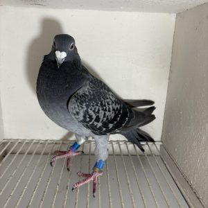 Pigeon 224747 21 deneufbourg