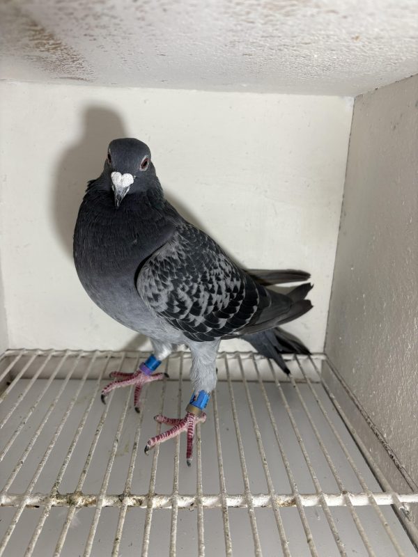 Pigeon 224747 21 deneufbourg