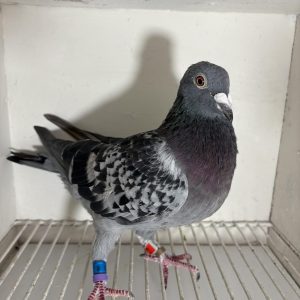 Pigeon 224790 21 deneufbourg