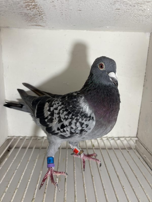 Pigeon 224790 21 deneufbourg