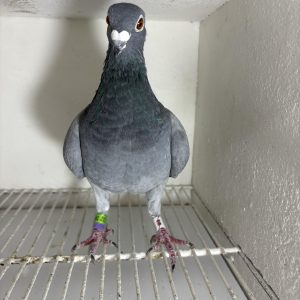 Pigeon 244530 23 deneufbourg