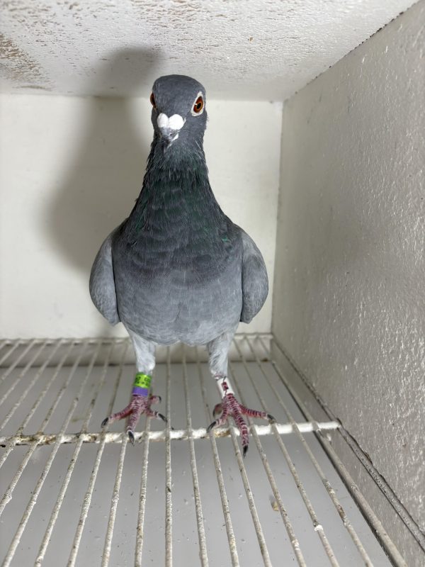 Pigeon 244530 23 deneufbourg