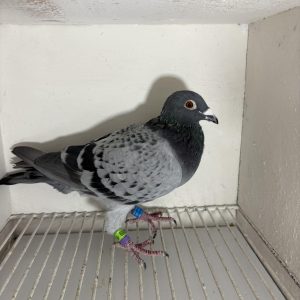 Pigeon 244559 23 deneufbourg