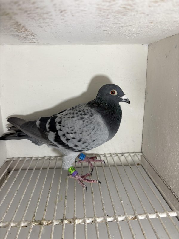 Pigeon 244559 23 deneufbourg