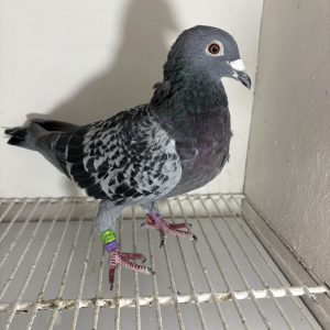 Pigeon 244572 23 deneufbourg