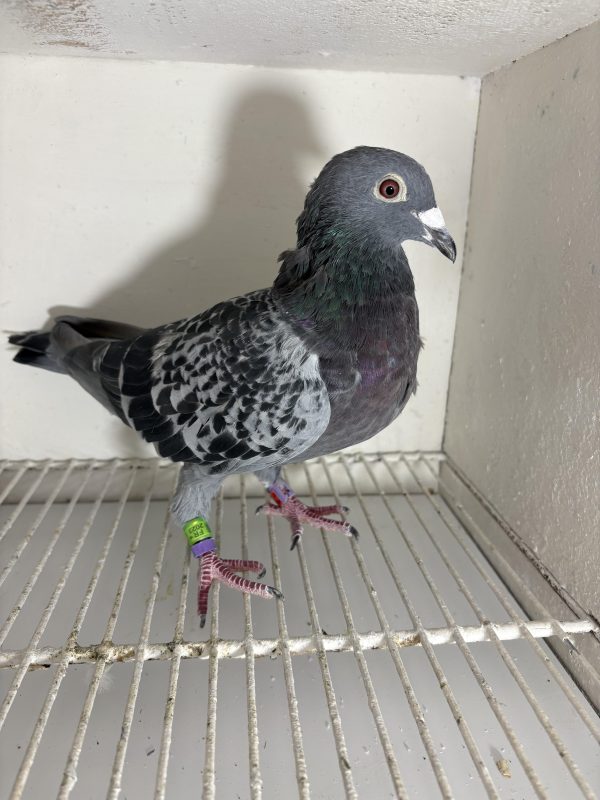 Pigeon 244572 23 deneufbourg
