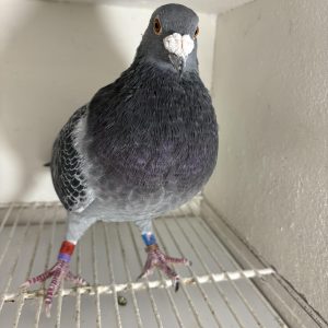 Pigeon 381903 22 deneufbourg