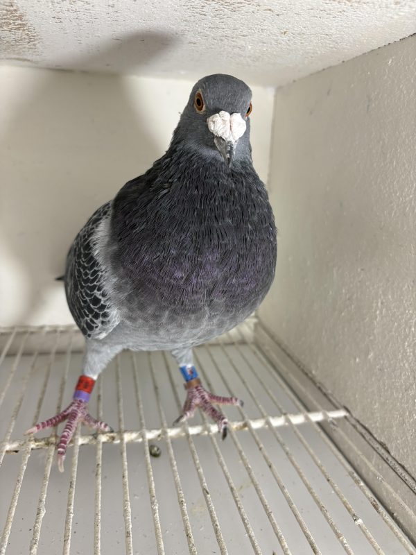 Pigeon 381903 22 deneufbourg