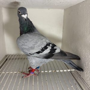 Pigeon 418630 16 deneufbourg