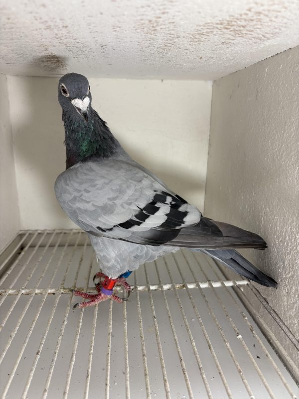 Pigeon 418630 16 deneufbourg