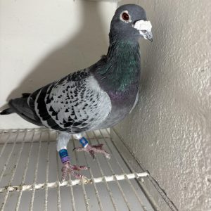 Pigeon 443059 16 deneufbourg