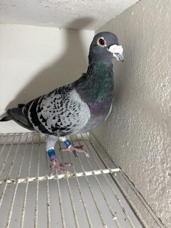 Pigeon 443059 16 deneufbourg