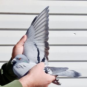 Ro 23 2012117 f