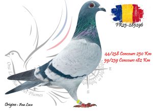 N° 94 : FR25-285296