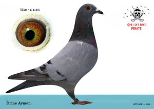 N° 49 : TN-2025-1141307 F – DRINE Aymen