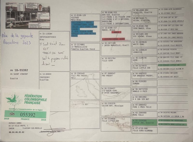 Pedigré ben miloud1