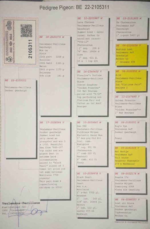 Pedigré ben miloud2