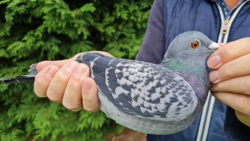 10. NL-1271740-2025 _ Piet De Vogel