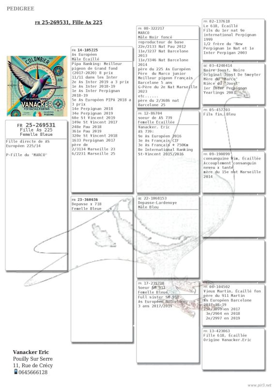 Pigeonn11 pédigrée