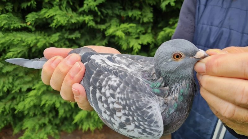 13. NL-1271767-2025 _ Piet de Vogel