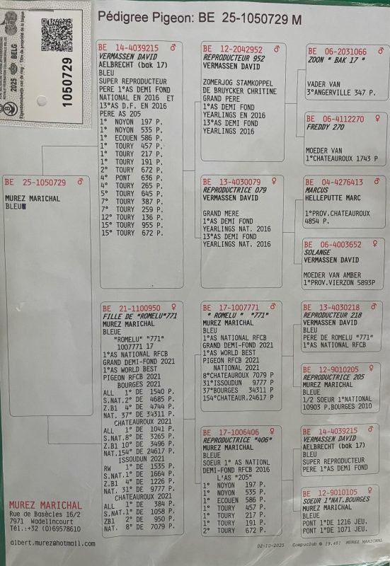 Pigeonn15 pédigrée