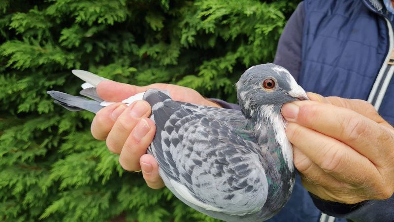 16. NL-1271758-2025 _ Piet de Vogel