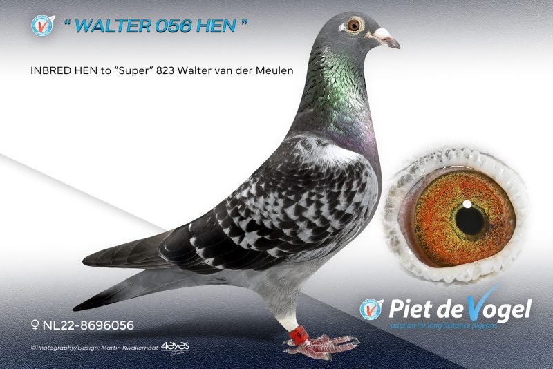 Pigeonn16 3