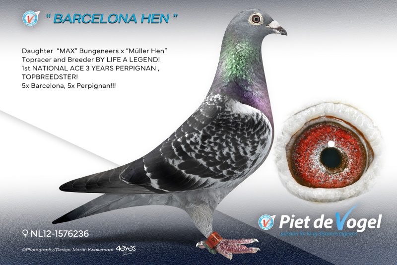 Pigeonn16 5