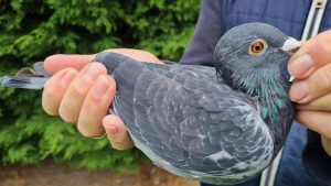 19. NL-1271797-2025 _ Piet De Vogel