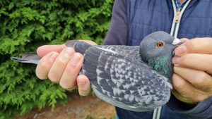 1.NL-1271766-2025 _ Piet De Vogel