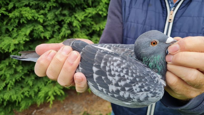 1.NL-1271766-2025 _ Piet De Vogel