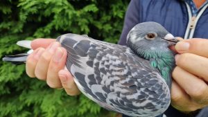 22. NL-1271783-2025 _ Piet de Vogel