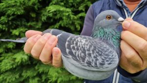 25. NL-1271757-2025 _ Piet De Vogel