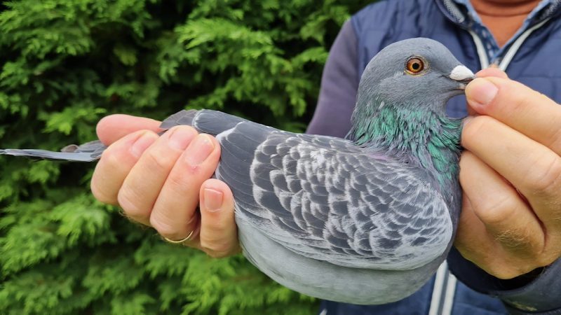 25. NL-1271757-2025 _ Piet De Vogel