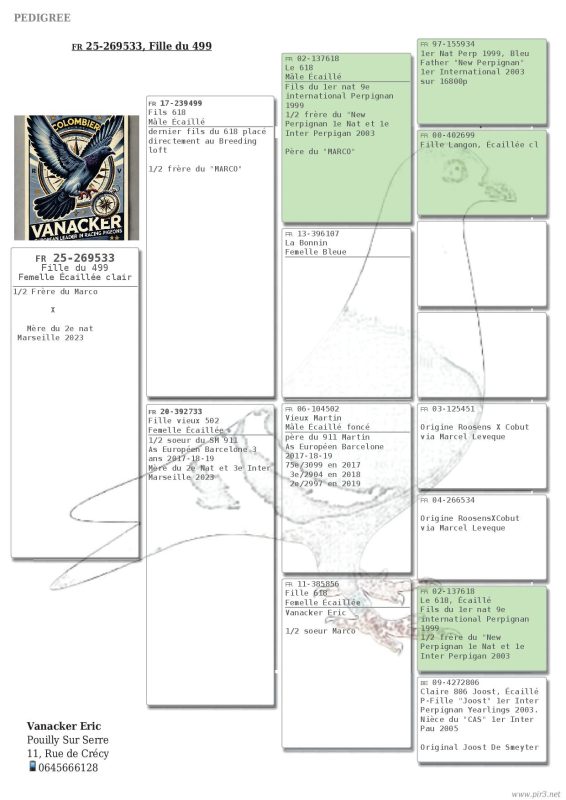 Pigeonn26. pédigrée