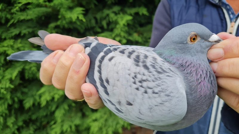 4. NL-1271774-2025 _ Piet De Vogel