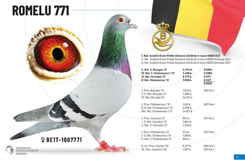 Pigeonn6 2