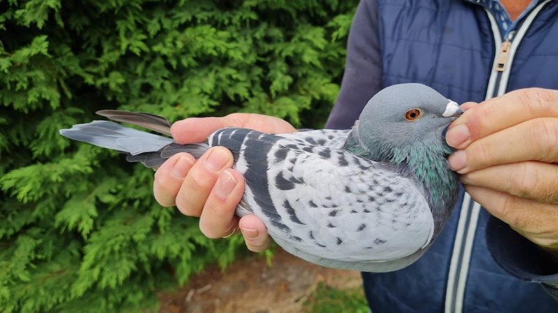 7. NL-1271750-2025 _ Piet De Vogel