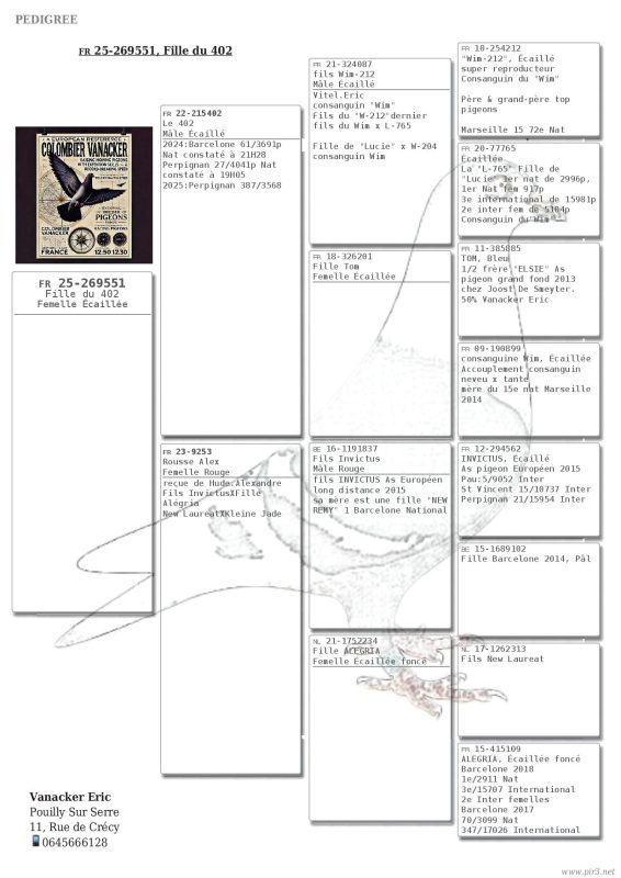 Pigeonn8 pedigree