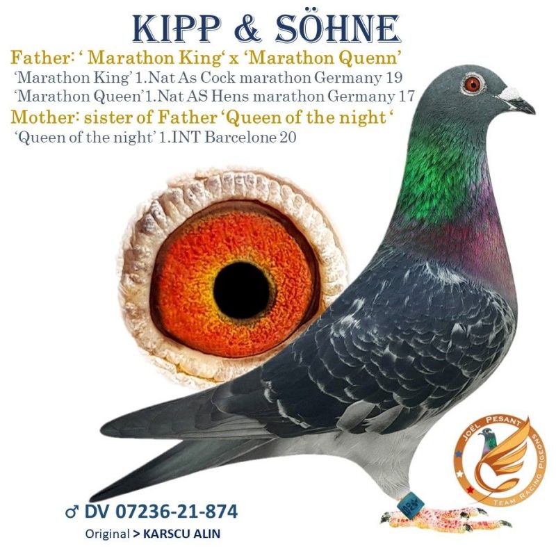 Alin dv 0726 21 874 2