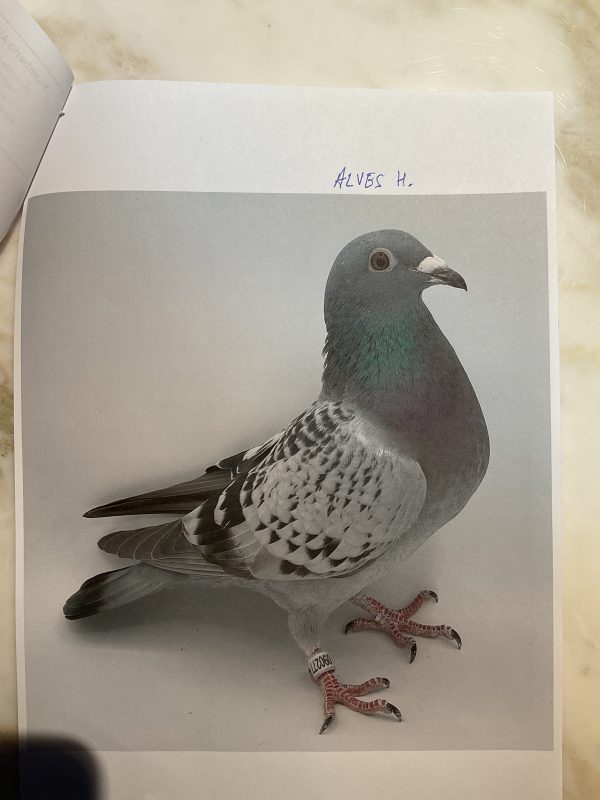 N° 21 : ALVES HUMBERTO