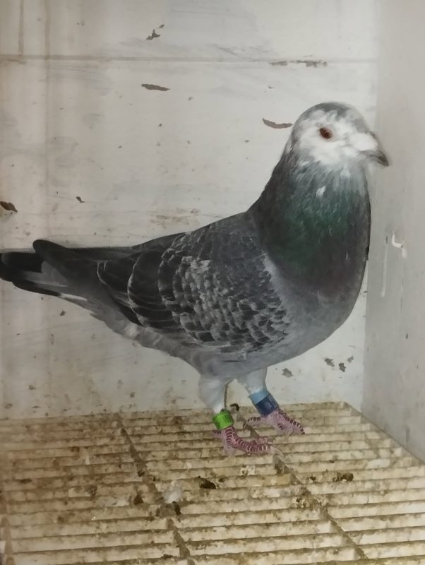 N° 18 : BECART Gérard