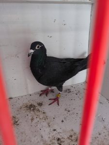 N° 1 : Blary Christopher