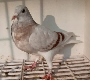 N° 3 : BUSIN Luc  de PROUVY