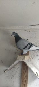 N° 15 : CHARLES Pierre